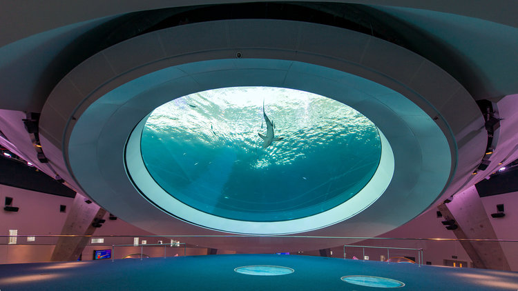 Gulf Stream Aquarium Oculus - Frost Science Museum