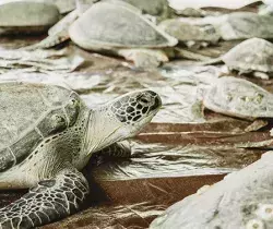 How South Padre Island Convention Center Helped Save Thousands of Sea Turtles